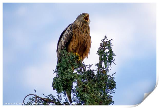 A Red Kite perched on a tree branch Print by Julie Tattersfield