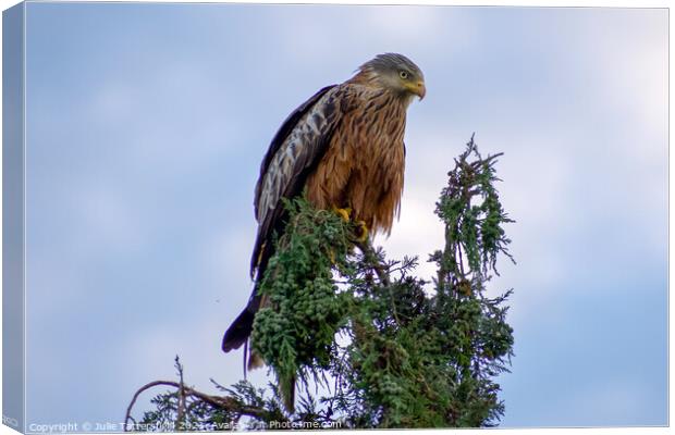 Red Kite in full concentration! Canvas Print by Julie Tattersfield