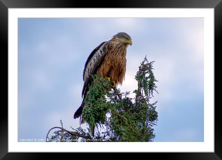 Red Kite in full concentration! Framed Mounted Print by Julie Tattersfield