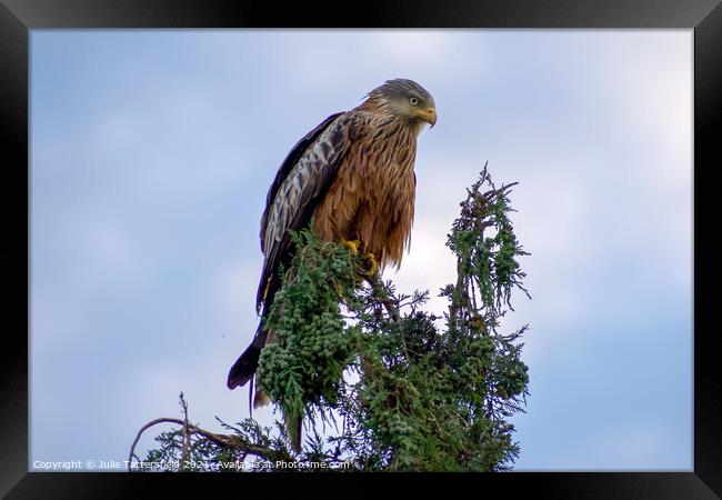 Red Kite in full concentration! Framed Print by Julie Tattersfield