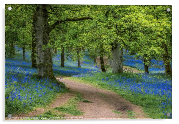 Bluebell Wood Acrylic by Craig Doogan
