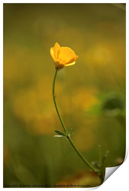 Buttercup flower Print by Simon Johnson