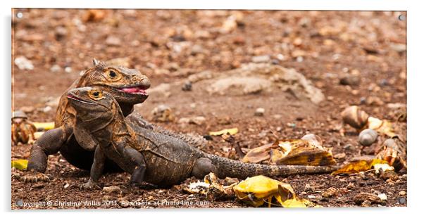 Iguana Hug Acrylic by Christine Johnson