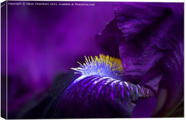 Purple Bearded Iris  Canvas Print by Alison Chambers