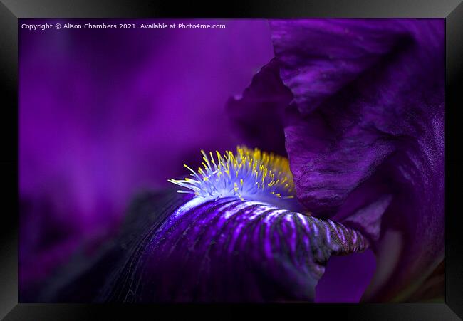 Purple Bearded Iris  Framed Print by Alison Chambers