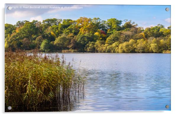 The Hirsel Lake Coldstream Scotland Acrylic by Pearl Bucknall
