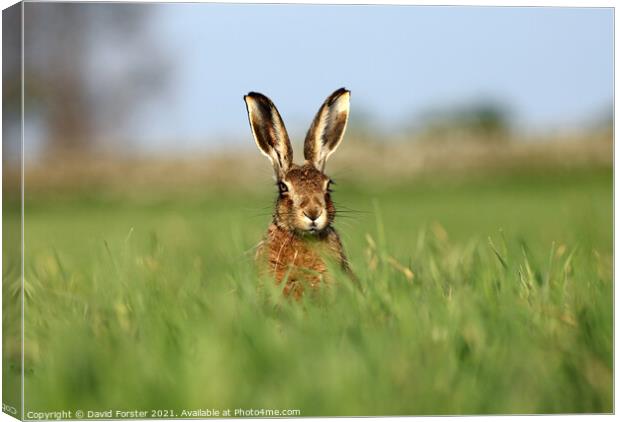 Brown Hare Lepus europaeus Canvas Print by David Forster