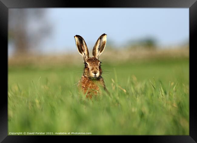 Brown Hare Lepus europaeus Framed Print by David Forster