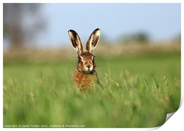 Brown Hare Lepus europaeus Print by David Forster