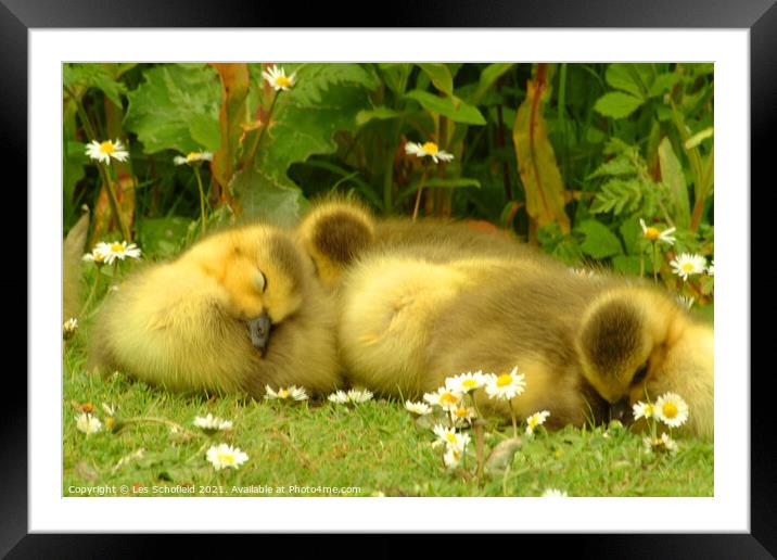 Ducklings Asleep  Framed Mounted Print by Les Schofield