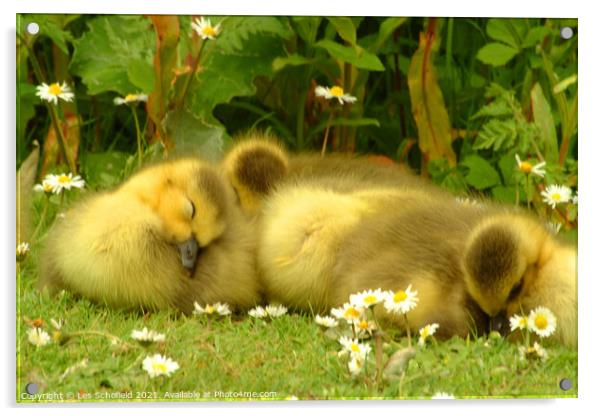 Ducklings Asleep  Acrylic by Les Schofield
