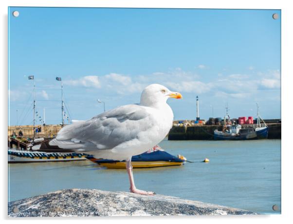 Herring Gull on Seawall Acrylic by Allan Bell