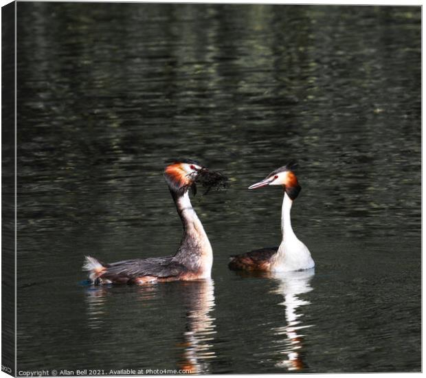Courting Grebes Canvas Print by Allan Bell