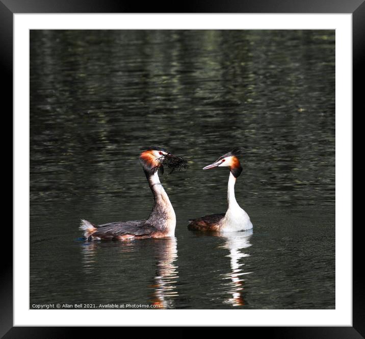 Courting Grebes Framed Mounted Print by Allan Bell