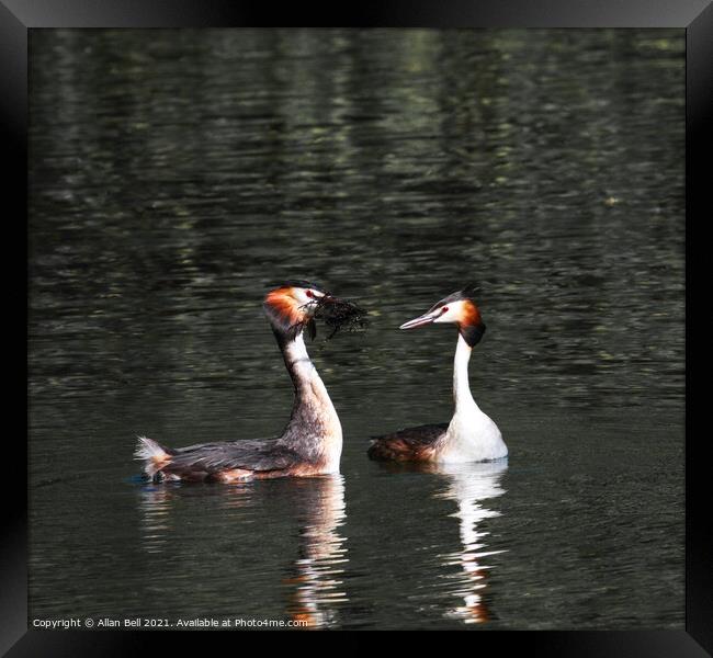 Courting Grebes Framed Print by Allan Bell