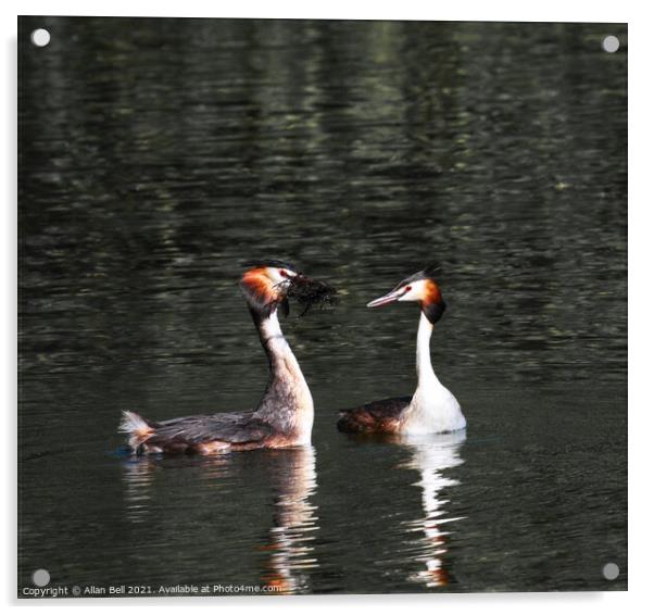 Courting Grebes Acrylic by Allan Bell