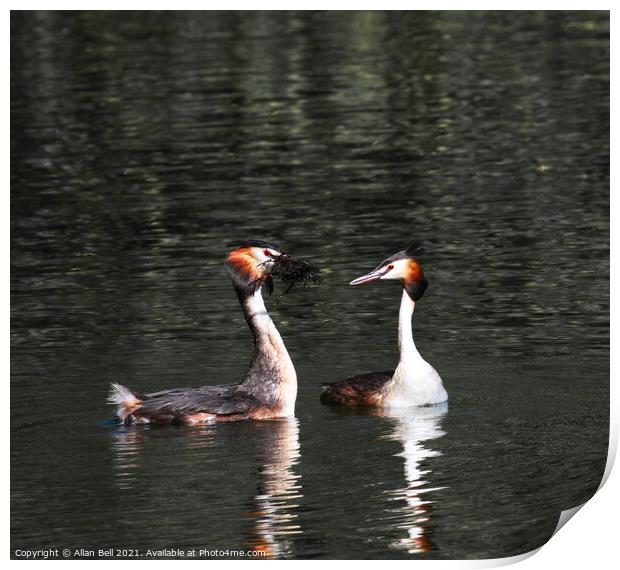 Courting Grebes Print by Allan Bell