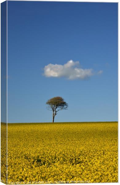 Cloud Tree  Field  Canvas Print by Les Schofield