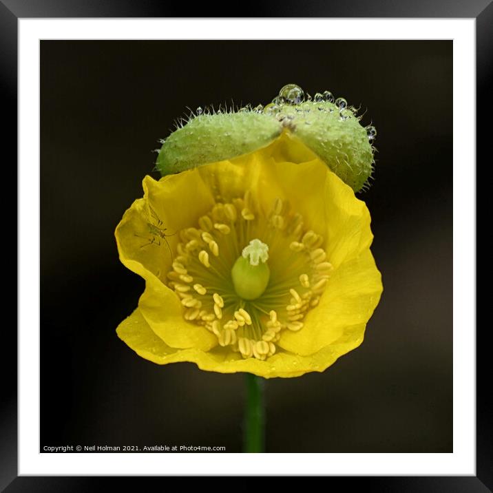 Yellow Poppy Framed Mounted Print by Neil Holman