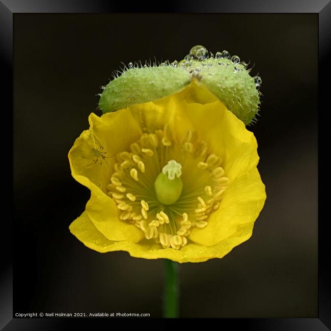Yellow Poppy Framed Print by Neil Holman