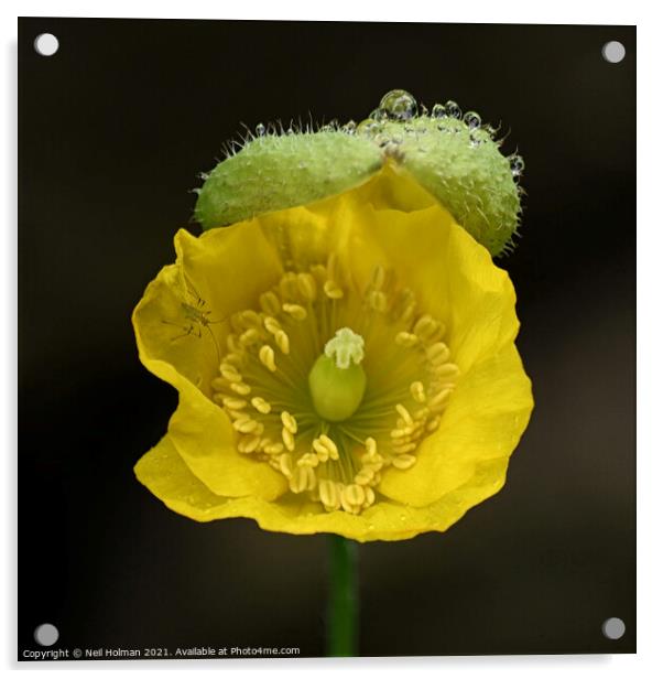 Yellow Poppy Acrylic by Neil Holman