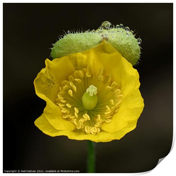 Yellow Poppy Print by Neil Holman