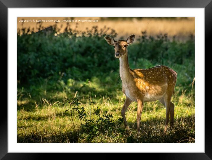 Watchful Gaze Framed Mounted Print by Lee Kershaw