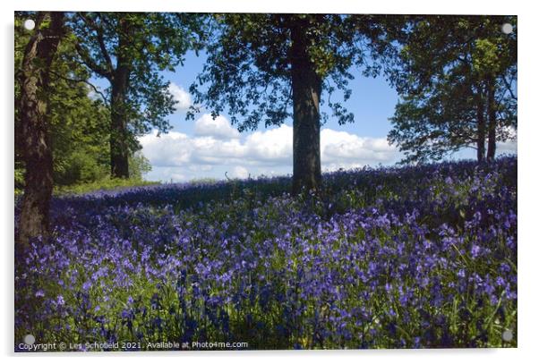 Bluebells Woods Acrylic by Les Schofield