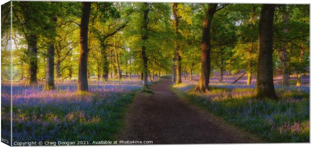 Bluebell Panorama Canvas Print by Craig Doogan