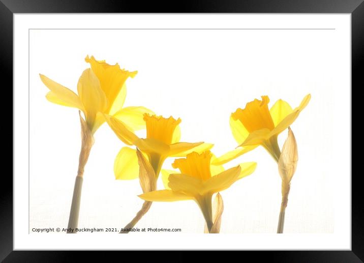 Dancing Daffodills Framed Mounted Print by Andy Buckingham