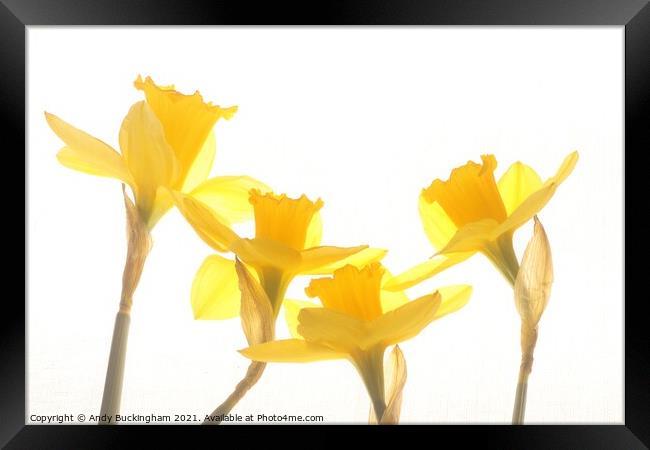 Dancing Daffodills Framed Print by Andy Buckingham