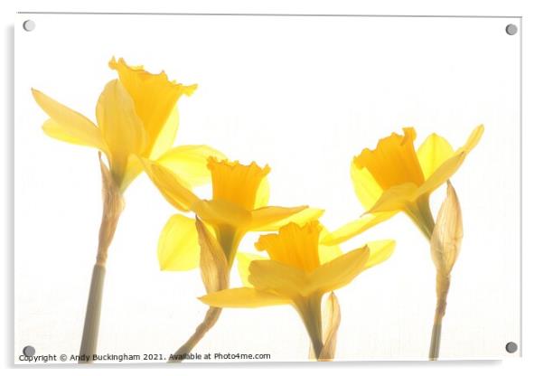 Dancing Daffodills Acrylic by Andy Buckingham