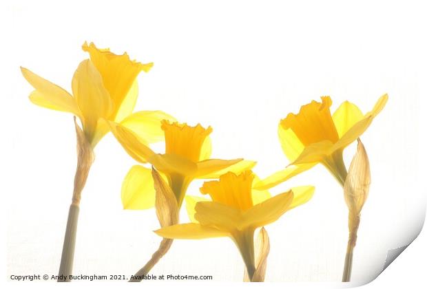 Dancing Daffodills Print by Andy Buckingham