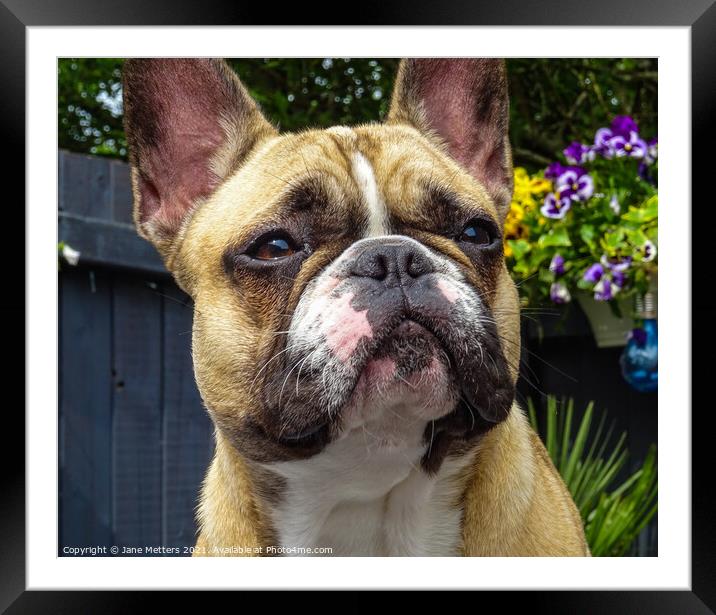 French Bulldog Framed Mounted Print by Jane Metters