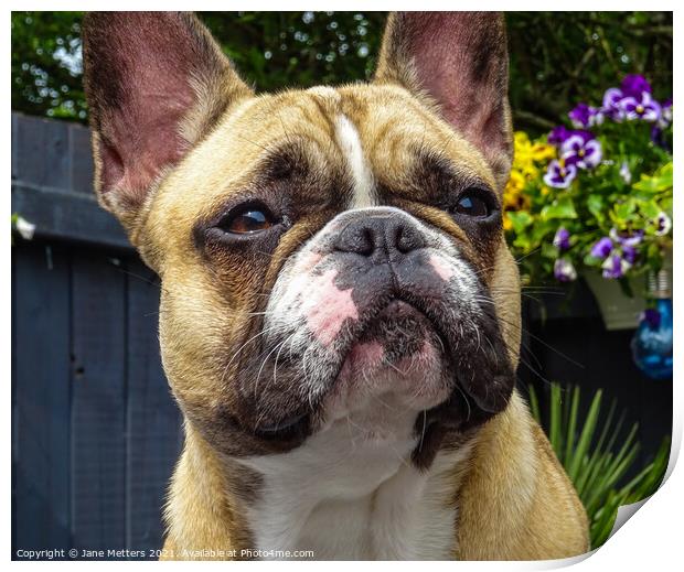 French Bulldog Print by Jane Metters
