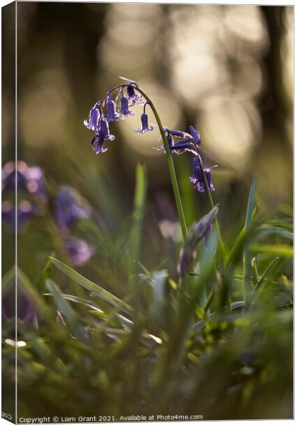 Bluebell flower detail at sunset. South Weald, Essex, UK. Canvas Print by Liam Grant