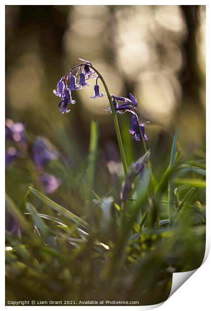 Bluebell flower detail at sunset. South Weald, Essex, UK. Print by Liam Grant