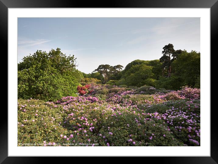 Rhododendron trees in flower, viewed from above. Norfolk, UK. Framed Mounted Print by Liam Grant