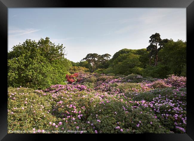 Rhododendron trees in flower, viewed from above. Norfolk, UK. Framed Print by Liam Grant