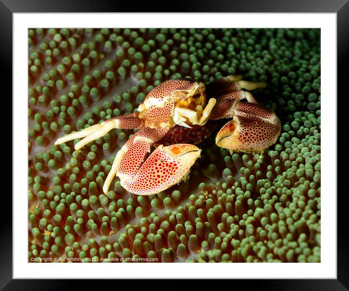Painted Crab Framed Mounted Print by Ed Whiting