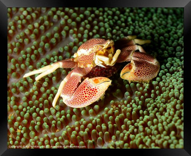 Painted Crab Framed Print by Ed Whiting