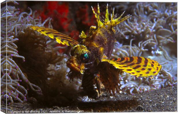 Yellow Lionfish Canvas Print by Ed Whiting