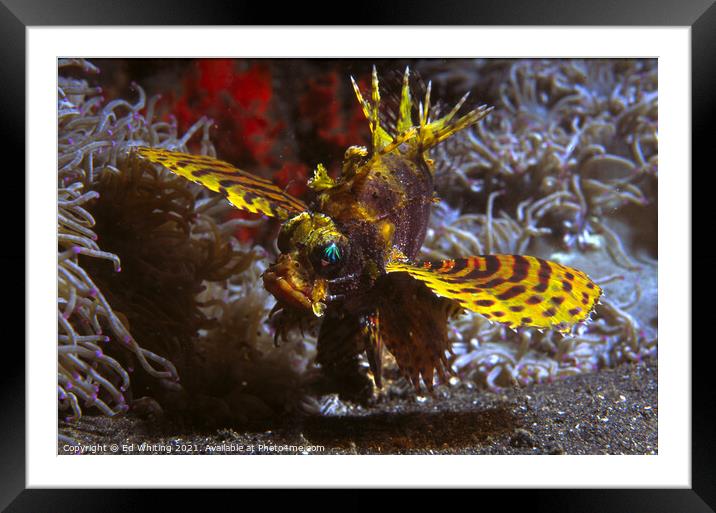 Yellow Lionfish Framed Mounted Print by Ed Whiting