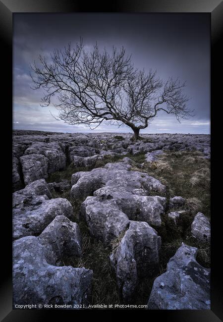 Limestone Tree Framed Print by Rick Bowden