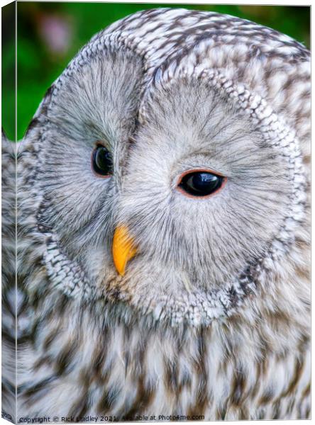 Ural Owl Canvas Print by Rick Lindley