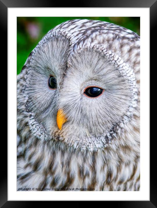 Ural Owl Framed Mounted Print by Rick Lindley