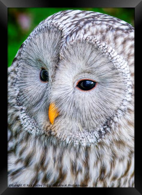 Ural Owl Framed Print by Rick Lindley