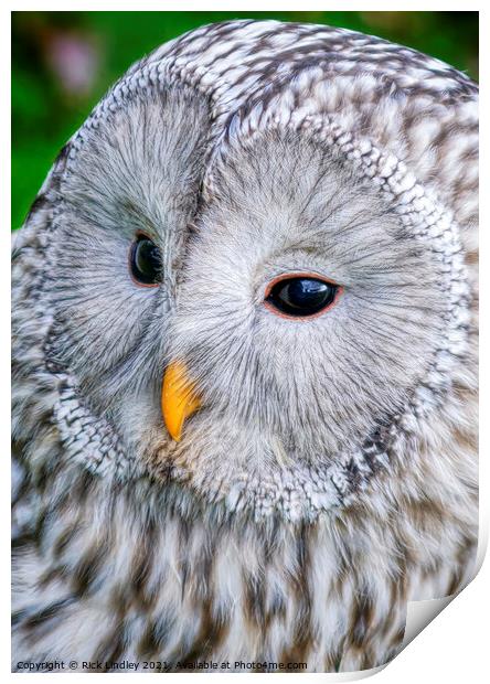 Ural Owl Print by Rick Lindley