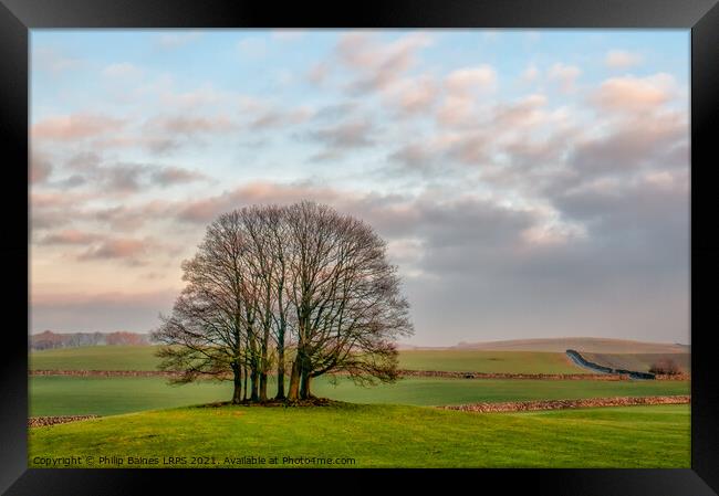 Trees in North Yorkshire Framed Print by Philip Baines