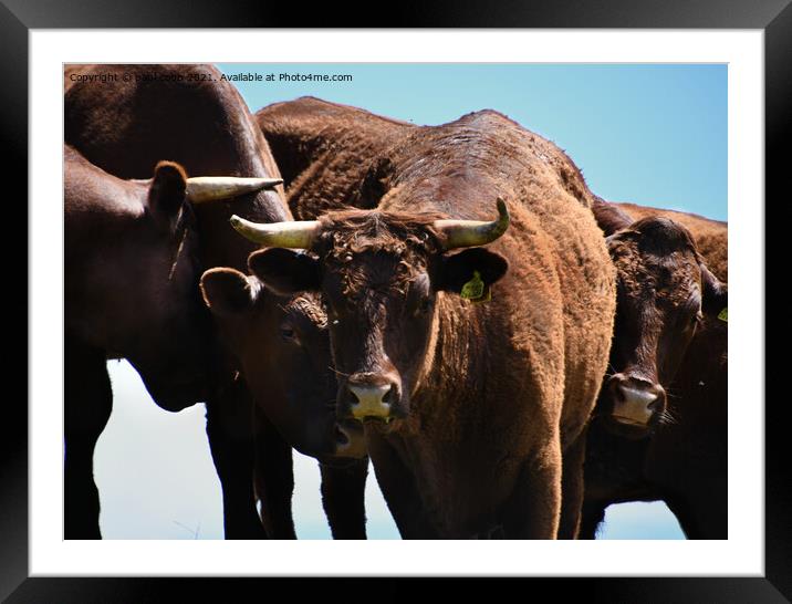 Majestic Cattle on a Sunny Hill Framed Mounted Print by paul cobb